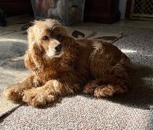 Mini Retrievers: GR/Cocker spaniels - Photo 9