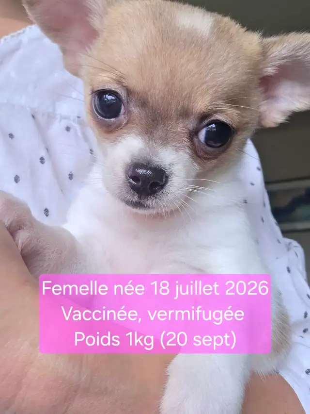 Très petits Chihuahua x Bichon,  vaccinés et vermifugés