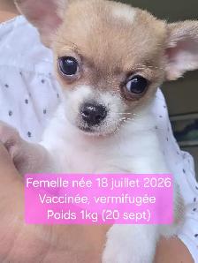 Très petits Chihuahua x Bichon,  vaccinés et vermifugés
