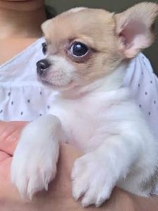 Très petits Chihuahua x Bichon,  vaccinés et vermifugés - Photo 2