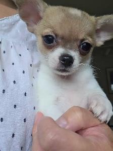Très petits Chihuahua x Bichon,  vaccinés et vermifugés - Photo 3