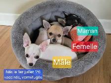 Très petits Chihuahua x Bichon,  vaccinés et vermifugés - Photo 4
