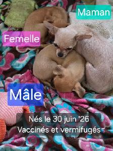 Très petits Chihuahua x Bichon,  vaccinés et vermifugés - Photo 5