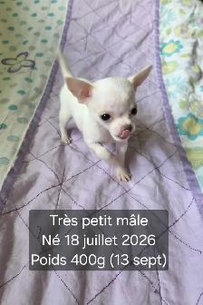 Très petits Chihuahua x Bichon,  vaccinés et vermifugés - Photo 6
