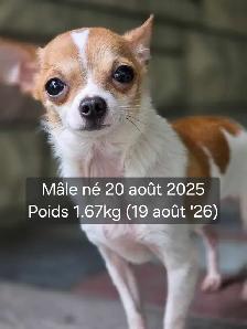 Très petits Chihuahua x Bichon,  vaccinés et vermifugés - Photo 7