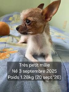 Très petits Chihuahua x Bichon,  vaccinés et vermifugés - Photo 8