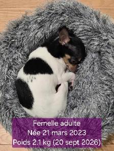 Très petits Chihuahua x Bichon,  vaccinés et vermifugés - Photo 9