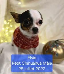 Très petits Chihuahua x Bichon,  vaccinés et vermifugés - Photo 10