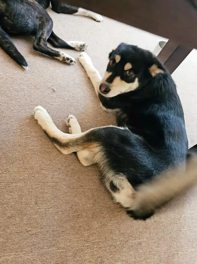 Unquie Husky Shepherd Mix pup for sale