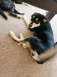 Unquie Husky Shepherd Mix pup for sale