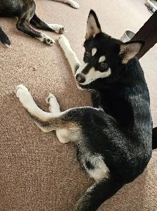 Unquie Husky Shepherd Mix pup for sale - Photo 2