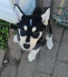 Unquie Husky Shepherd Mix pup for sale - Photo 3