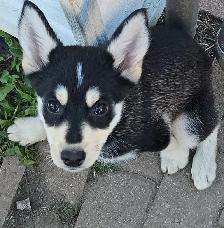 Unquie Husky Shepherd Mix pup for sale - Photo 4