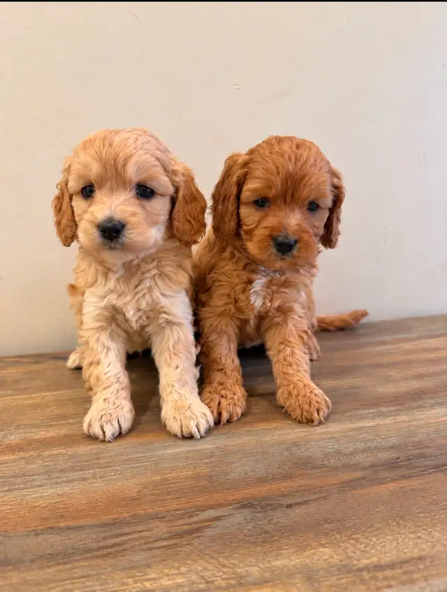 Poodle x Puppies