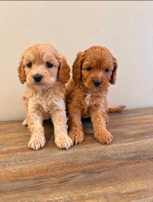 Poodle x Puppies