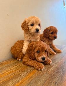 Poodle x Puppies - Photo 2