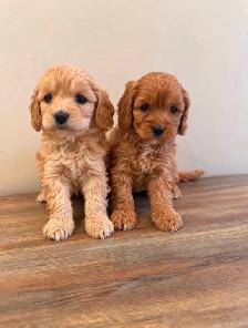 Poodle x Puppies - Photo 3