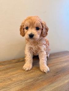 Poodle x Puppies - Photo 4