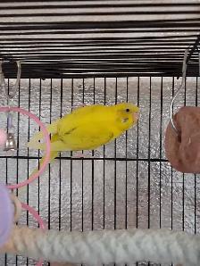Budgie for Trade - Photo 2