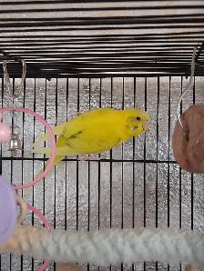 Budgie for Trade - Photo 3