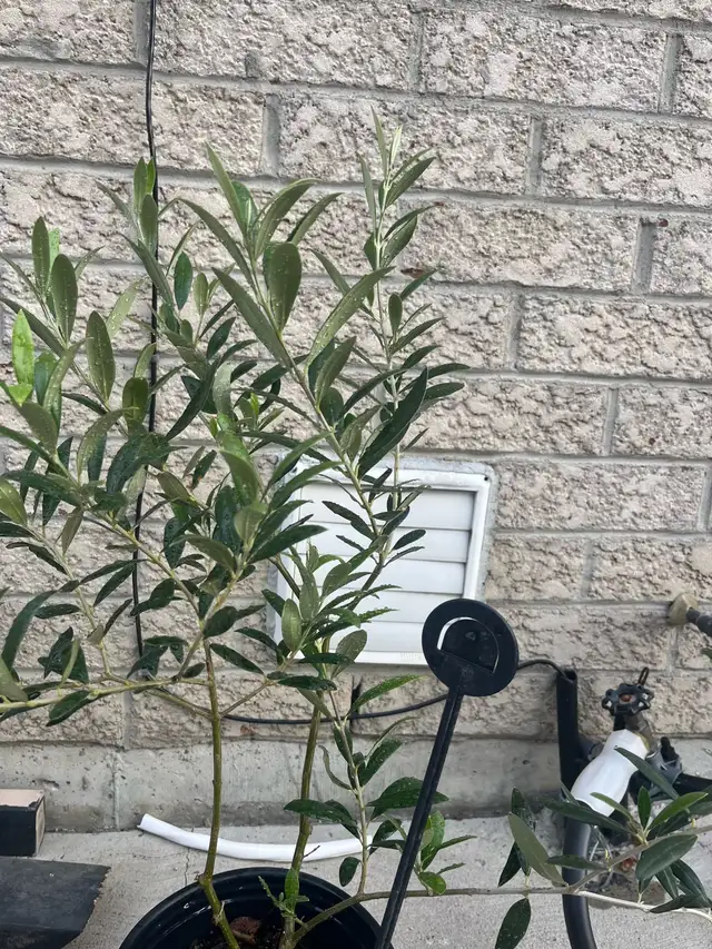 olive tree
