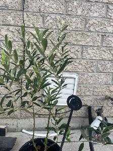 olive tree