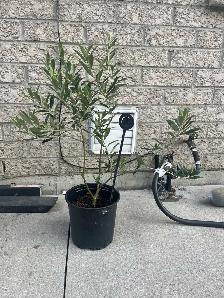 olive tree - Photo 2