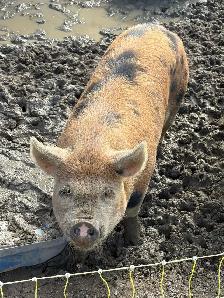commercial X Kune kune gilt