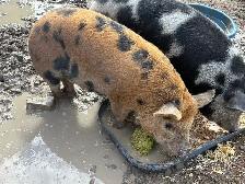 commercial X Kune kune gilt - Photo 2