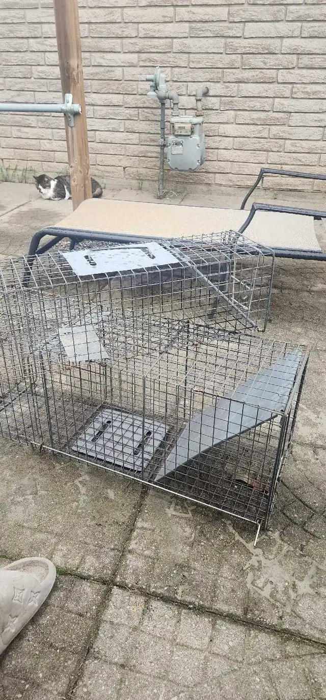 backyard animal traps
