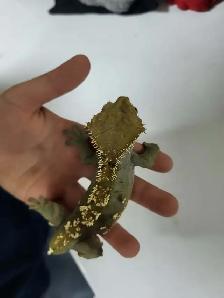 lézard géco a crête