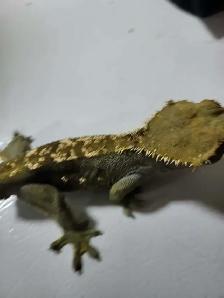 lézard géco a crête - Photo 2