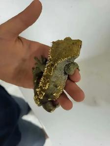 lézard géco a crête - Photo 4