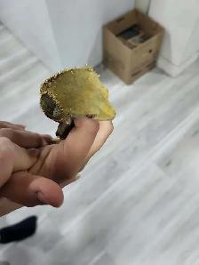 lézard géco a crête - Photo 5
