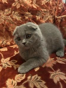 Scottish Fold and Scottish Straight kittens CCA/AFC registered - Photo 2