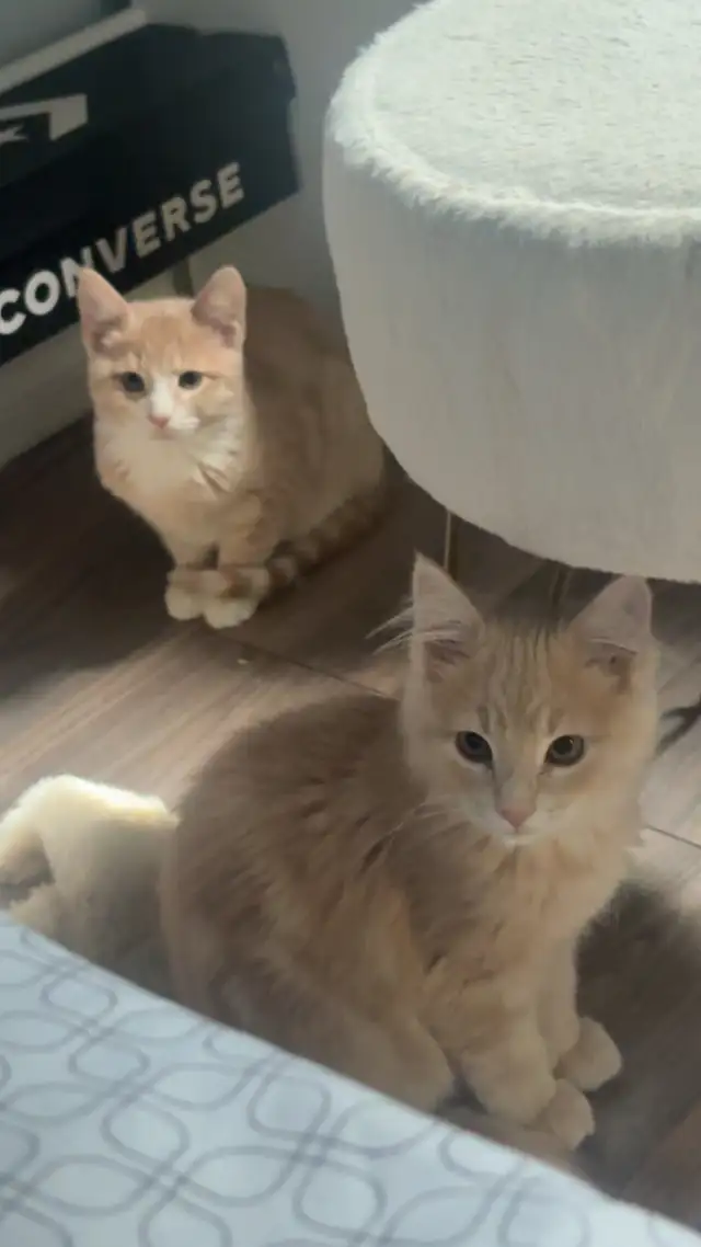 male tabby kitten