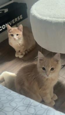 male tabby kitten