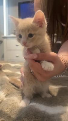 male tabby kitten - Photo 2