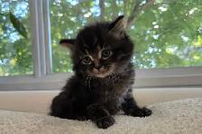 Chaton sibérien hypoallergene