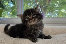 Chaton sibérien hypoallergene - Photo 2