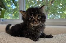 Chaton sibérien hypoallergene - Photo 5