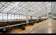 RJM Farms – Farm-Raised Beef | Quarters, Halves & Whole - Photo 2