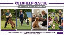 mobile dog training services