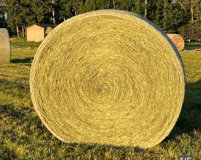 Round hay bales