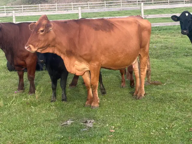 bred cows