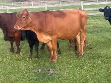 bred cows