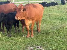 bred cows - Photo 2