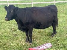 bred cows - Photo 3