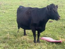 bred cows - Photo 4