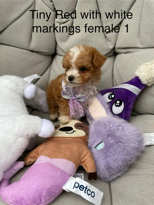 Beautiful Red f1 b Maltipoo puppies